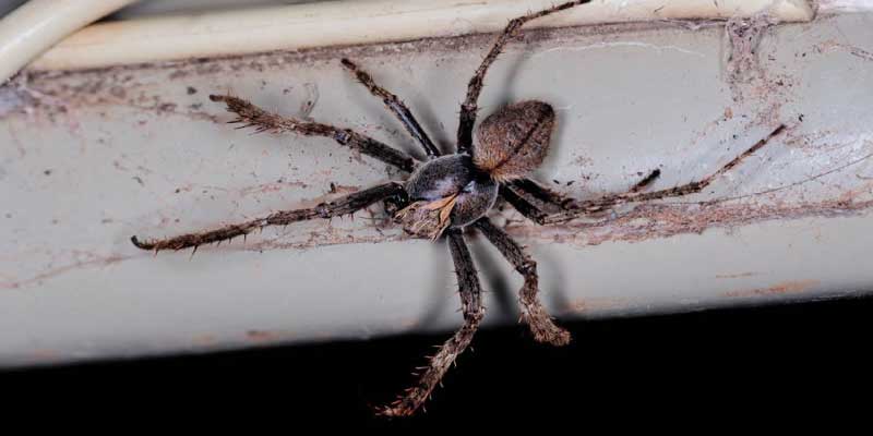 Spiders in Australia: Baby Spiders Are Raining Down